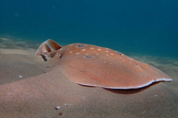 istock Electric ray swimming at the sea 1410291055