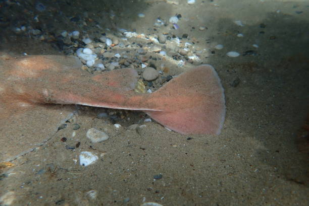 istock Electric ray swimming at the sea 1410291107