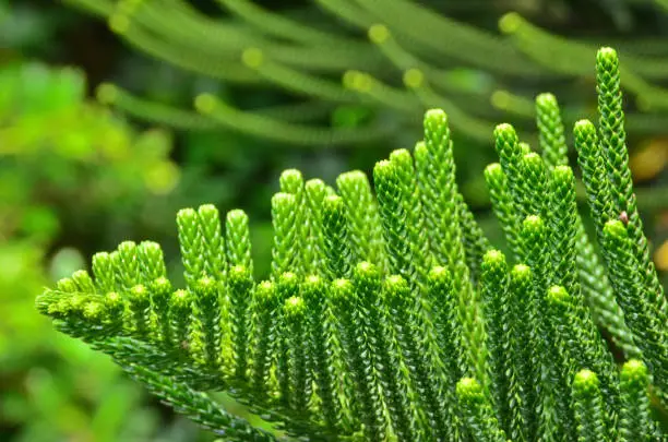 Photo of Araucaria heterophylla