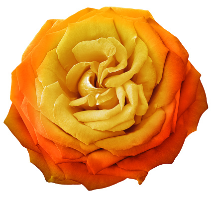 Orange  rose flower  on white isolated background with clipping path. Closeup. For design. Nature.