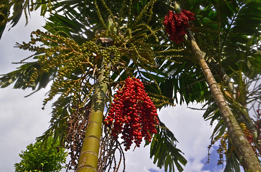 Ptychosperma macarthurii or MacArthur palm or Hurricane palm or Macarthur feather palm or Cluster palm, a species of palm tree in the family Arecaceae has small fruit with large bright red bunches when ripe