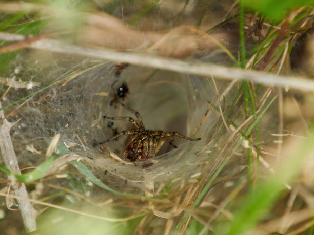 Micro-Minotaur A spider (Agelena labyrinthica) in the undergrowth, in the midst of its intricate web funnel trap and surrounded by its food cache of dead or immobilised insects. arachnology stock pictures, royalty-free photos & images