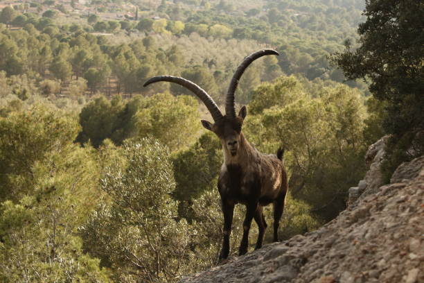 istock Wild spanish ibex at the mountains 1410293827