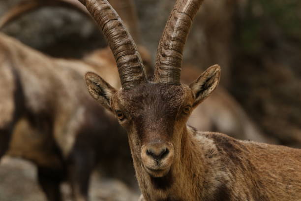 istock Wild spanish ibex at the mountains 1410293872