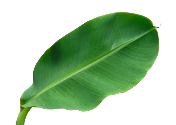 istock Fresh abstract banana green leaf color. Isolated on white background with clipping path 1410293875