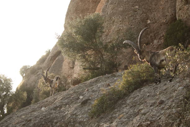 istock Wild spanish ibex at the mountains 1410293913