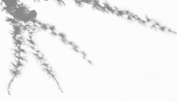 istock Gray shadows from plant stems on a light background. Abstract neutral blurred background. Copy space. Photo overlay effect. 1410294148