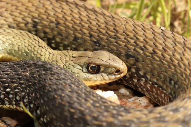 istock Beautiful green snake close up 1410294371