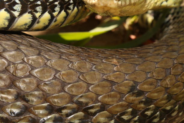 istock Beautiful green snake close up 1410294374