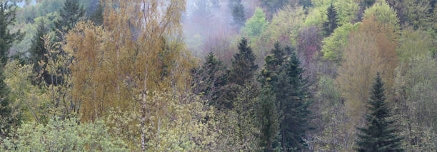 istock Forest areas in Germany photographed in the spring 1410295260