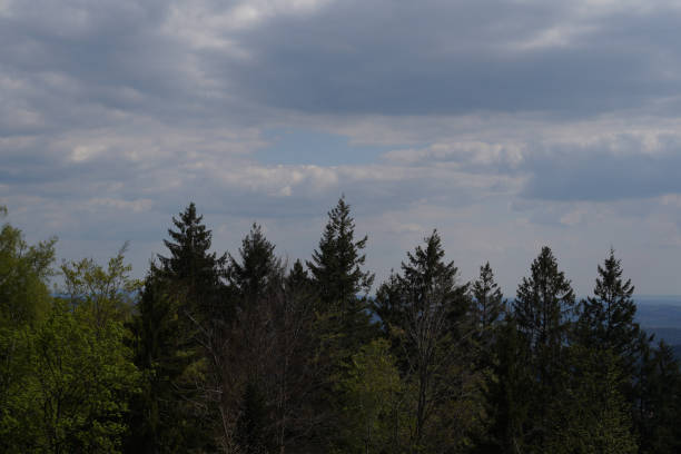 Forest areas in Germany photographed in the spring month of May