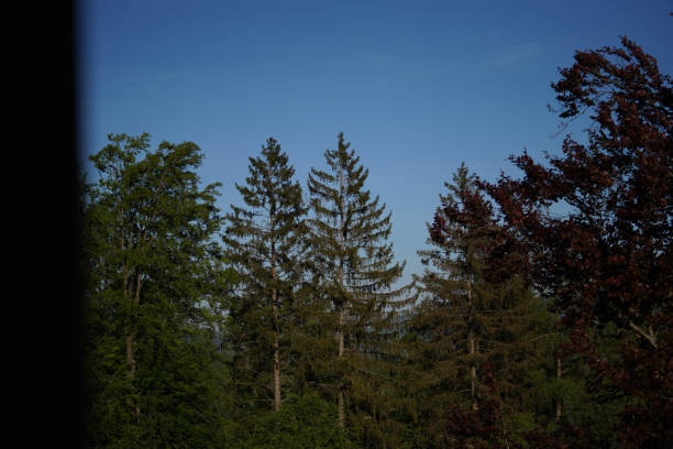 Forest areas in Germany photographed in the spring month of May