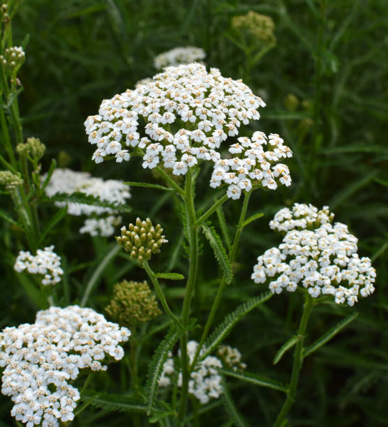 istock Yarrow (Achillea) blooms naturally in the grass 1410295666