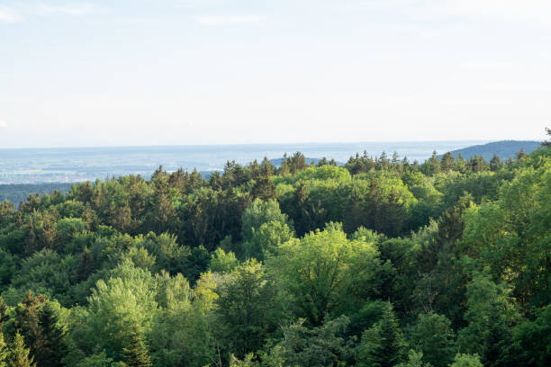 istock Forest areas in Germany photographed in the spring 1410295734