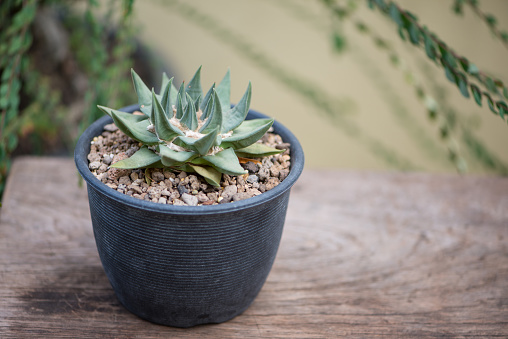 Small plants in pots on wooden background