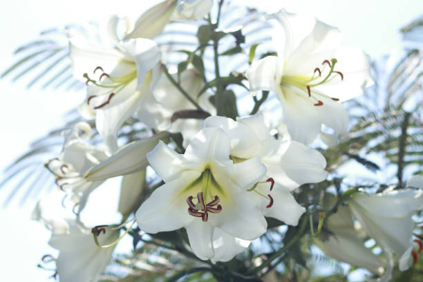 화이트 마돈나 릴리. 푸른 하늘에 피는 하얀 백합의 클로즈업. - peace lily lily stamen single flower 뉴스 사진 이미지