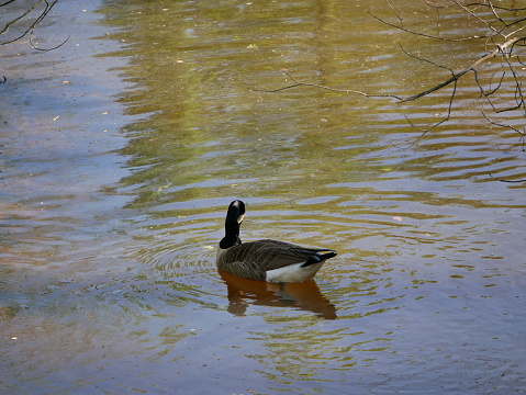 The Canada goose is one of the largest members of the waterfowl family. The subspecies that breeds in Indiana is the giant Canada goose (Branta canadensis maxima). These geese were common birds throughout the Midwest before European settlement. Unregulated hunting and wetland drainage reduced the number of giant Canadas to the point where they were thought to be extinct