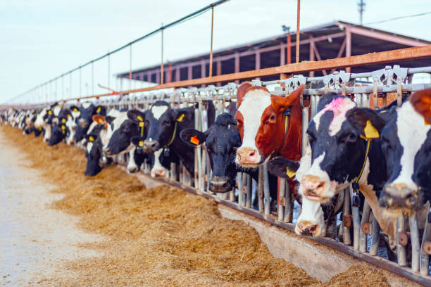 istock Large cowshed with milky cows on the farm 1410298536