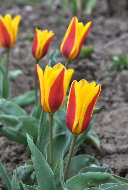 In the spring flower garden blooming tulips (Tulipa kaufmanniana)