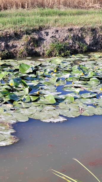 istock Close view of yellow water lilies 1410299536