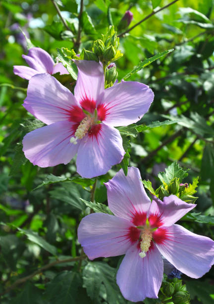 istock Hibiscus bush blooms in nature 1410299545