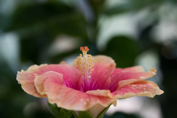 Close-up macro photo of Pink and Yellow Hibiscus flower.