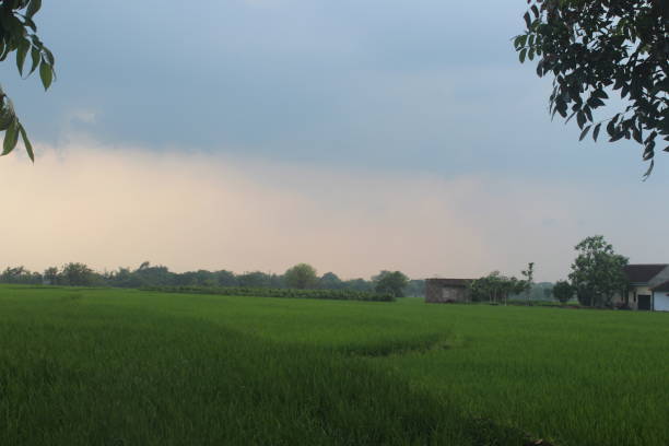 istock Wonderful Rice field with green leaves in daylight 1410300165