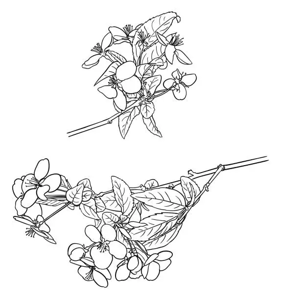 Vector illustration of Vector drawing of an apple tree branch covered in blossom