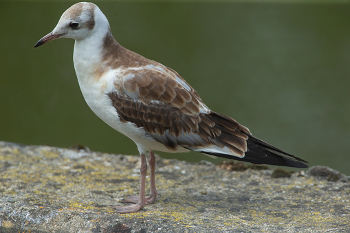 Juvenile Black-headed gull  waiting to be fed