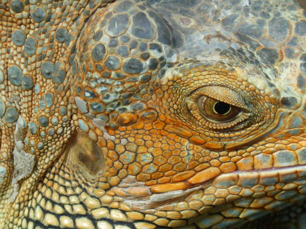 istock The eye of the iguana 1410301092