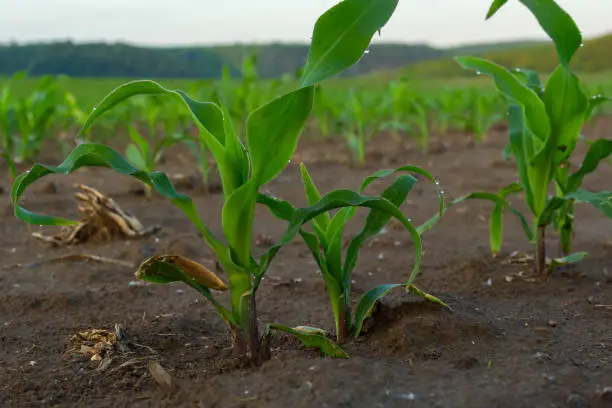 close up of a healthy young cornstalk in a cornfield with soil dry and cracking and now weeds between rows.