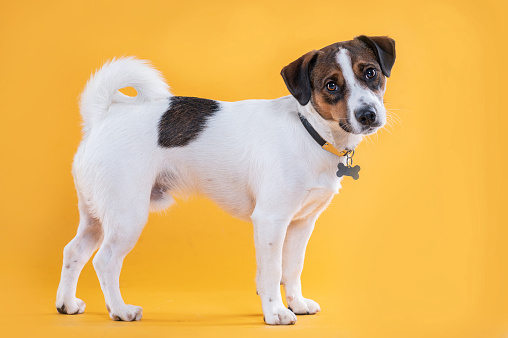 Jack Russel dog wearing collar posing and looking at camera in the studio by a yellow background
