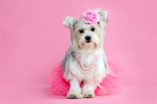 Female Biewer terrier puppy dog wearing rose, skirt and pearl necklace looking at camera in the studio by a pink background