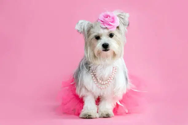 Photo of Female Biewer terrier puppy dog wearing pink accessories