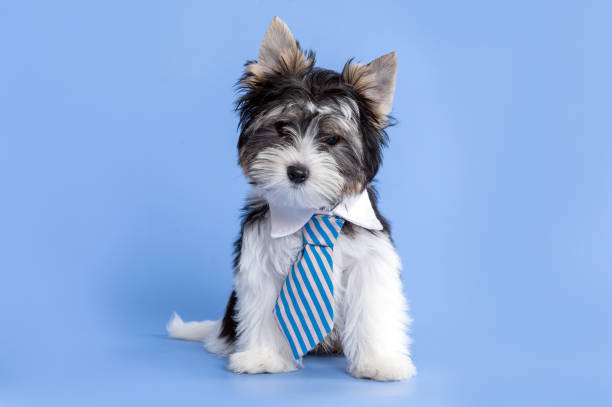 biewer terrier perro cachorro con corbata - ropa para mascotas fotografías e imágenes de stock