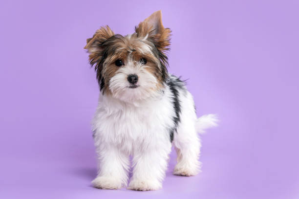 ライラックの背景にビーワーテリアの子犬の犬 - テリア ストックフォトと画像