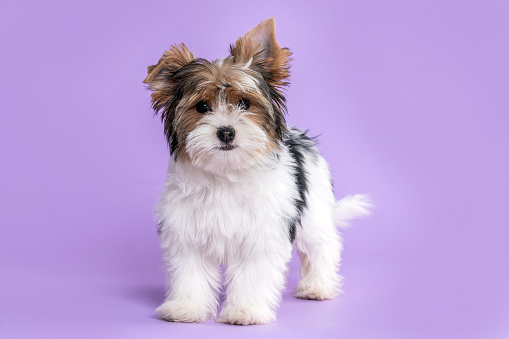 Biewer terrier puppy dog in lilac background