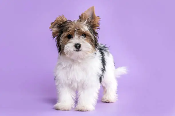 Biewer terrier puppy dog looking at camera in the studio by a lilac background