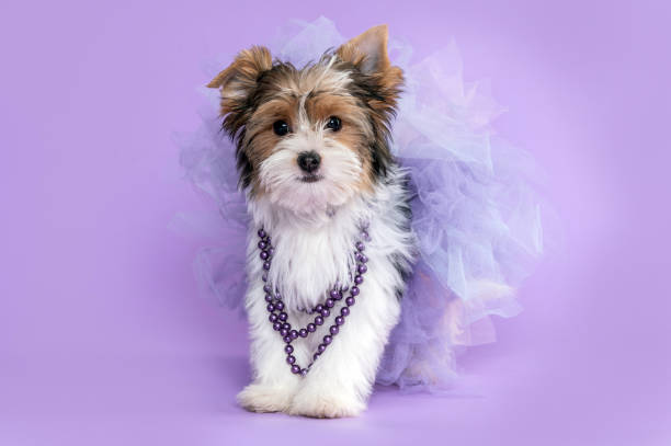 istock biewer terrier female puppy dog 1410303228