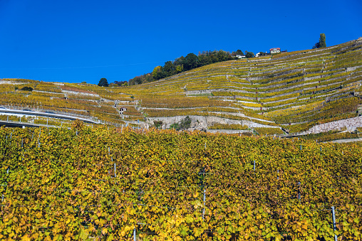 Lavaux vineyards