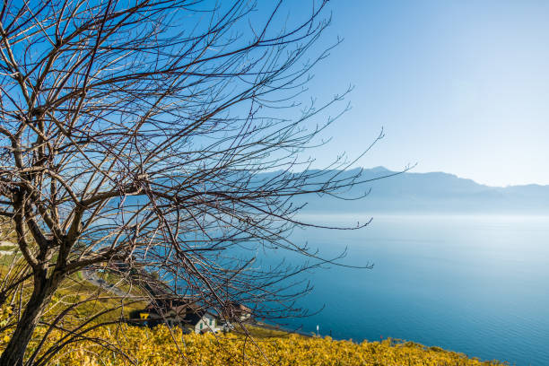 Lavaux vineyards in Vaud / Switzerland