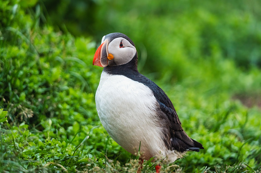 Lovely Atlantic Puffin bird or Fratercula Arctica standing on the grass by the cliff in north atlentic ocean on summer in Iceland