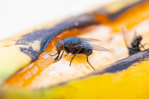 Common fly eating a banana