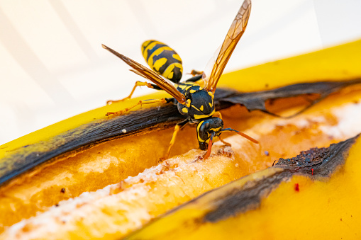 European wasp eating a banana