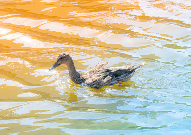 Wild duck (Anas platyrhynchos) in the olympic channel, Gavà. Coastal village near Barcelona.