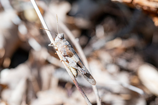 A Red-legged grasshopper take a little bit of sun on a leaf in autumn in the Laurentian forest.