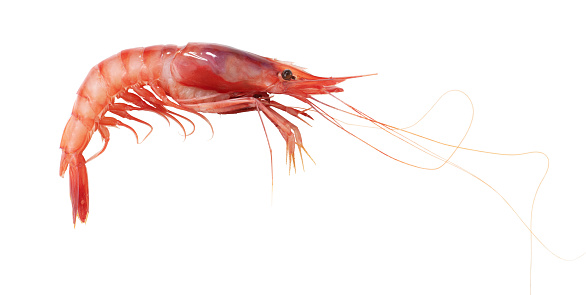 Red prawn isolated on white