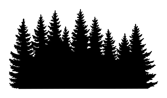 Fir trees silhouette. Coniferous spruce horizontal background pattern, black evergreen woods vector illustration. Beautiful hand drawn panorama with treetops forest.