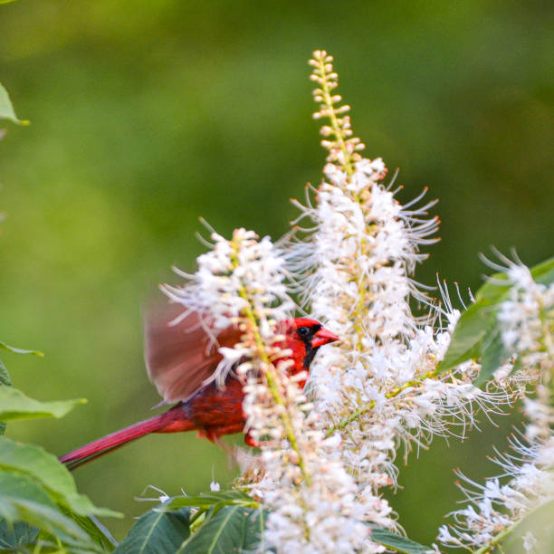 A male cardinal in flight around a flowering plant in search of food