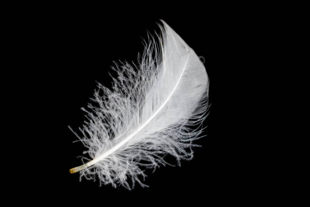 istock white feather of a goose on a black background 1410309047